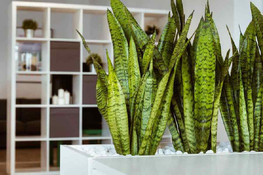 گل سانسوریا پوست ماری | خرید با قیمت ارزان