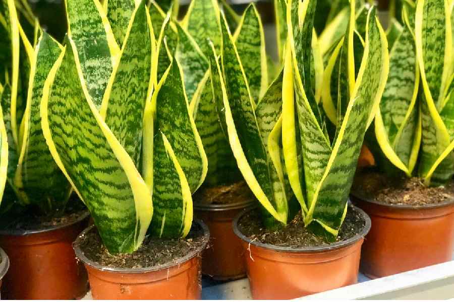 خرید و قیمت گل سانسوریا دور زرد