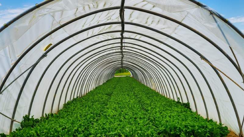 قیمت نایلون گلخانه در اصفهان از تولید به مصرف