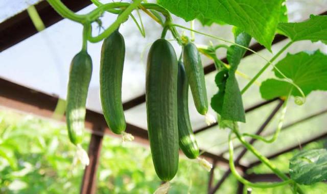 بهترین قیمت خرید خیار گلخانه ای سردار