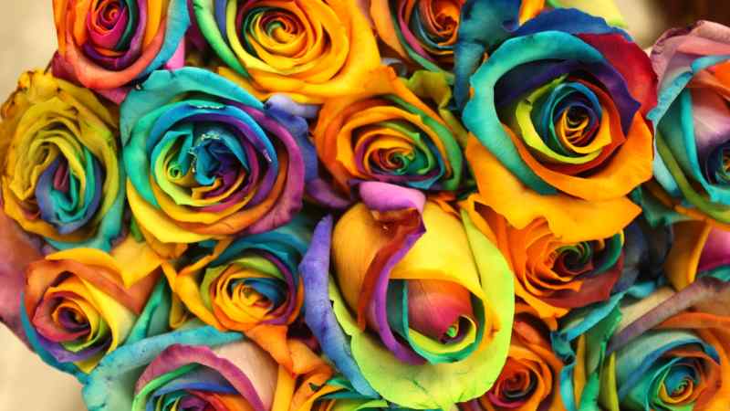 خرید و قیمت بذر گل رز هفت رنگ