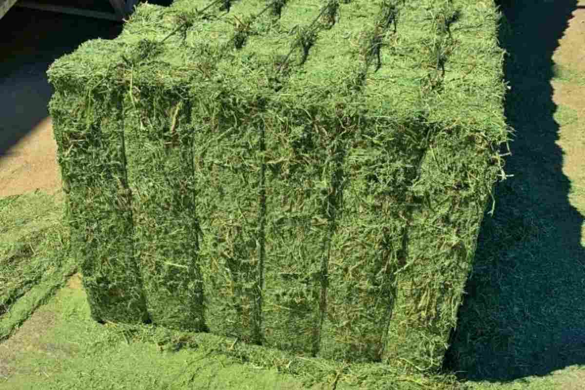 قیمت خرید یونجه خشک 1401 + خواص، معایب و مزایا