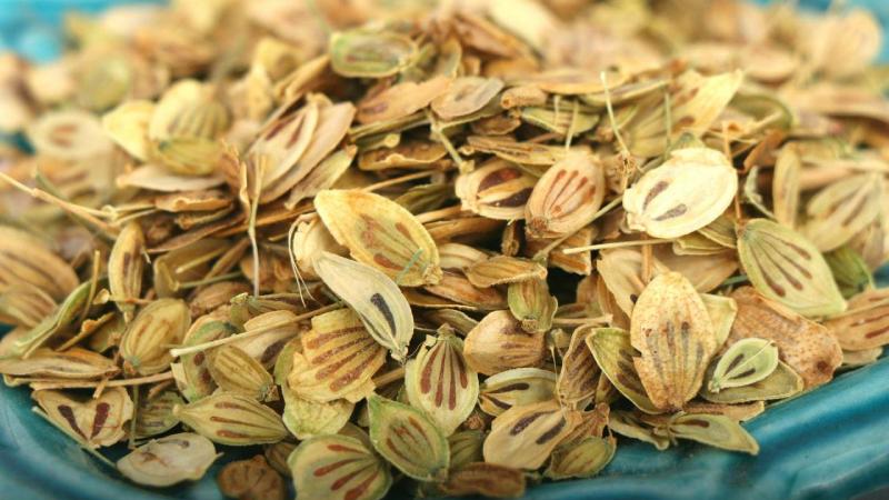 بهترین قیمت خرید گلپر در بازار تهران