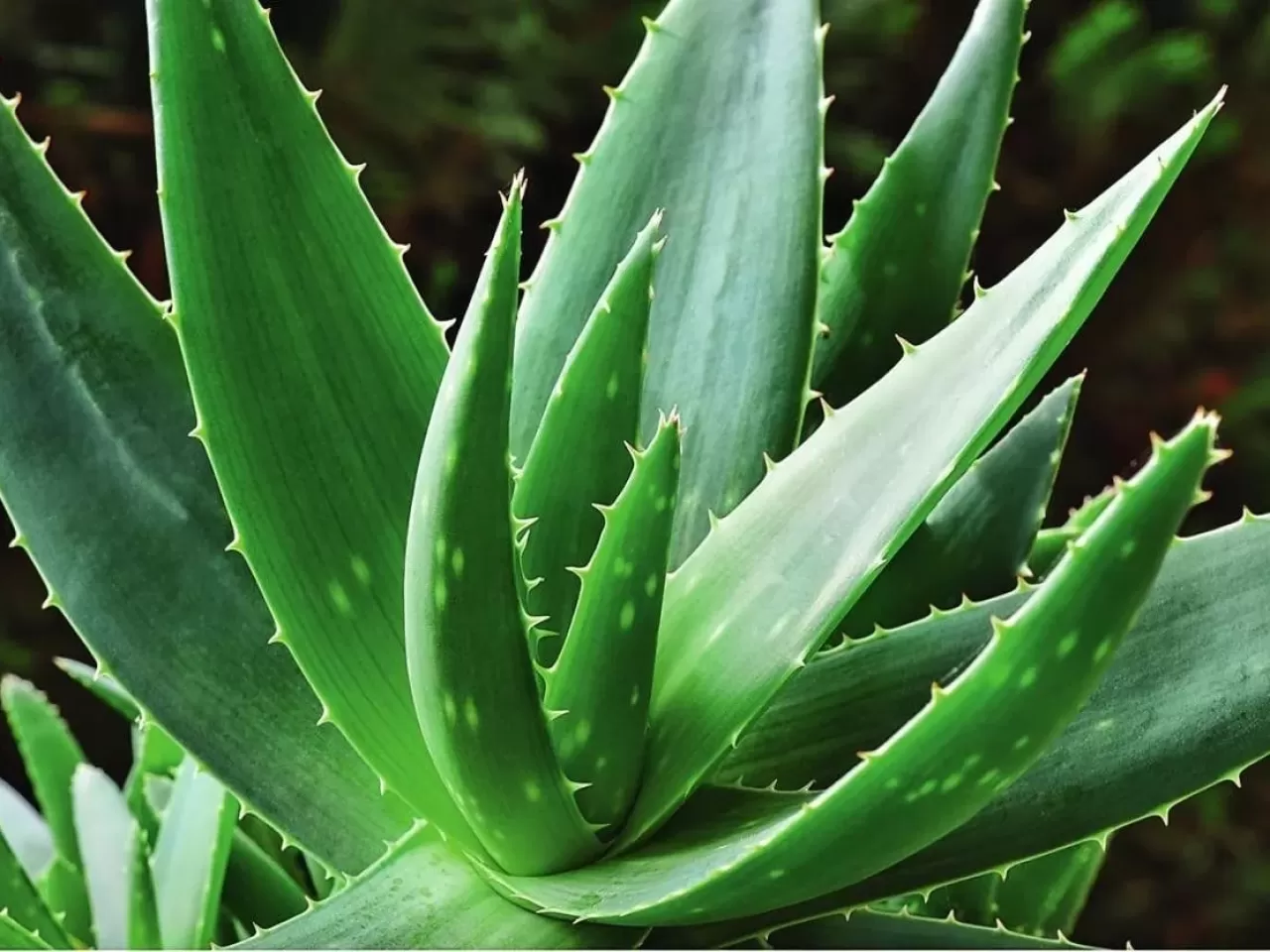 خرید و قیمت انواع گل آلوئه ورا زینتی