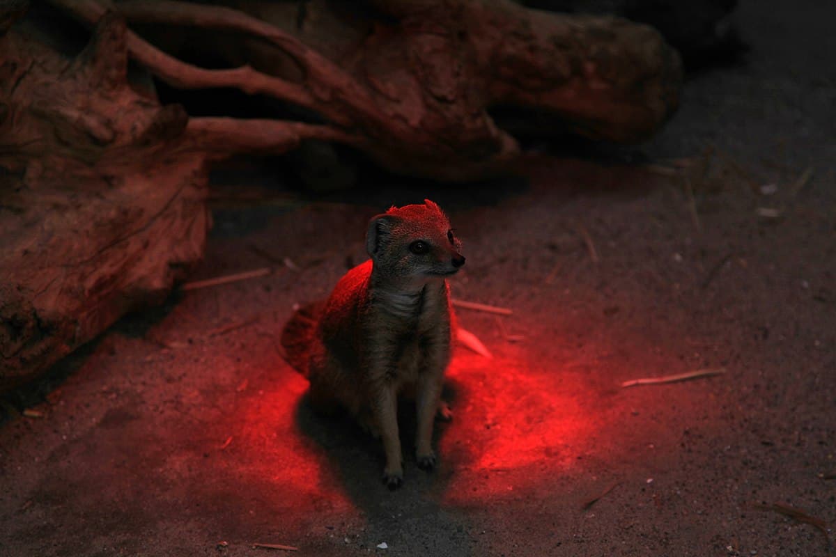 خرید انواع لامپ مادون قرمز صنعتی + قیمت