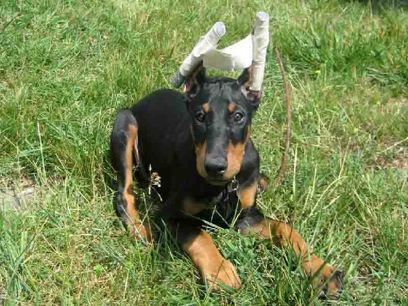 قیمت خرید آتل گوش سگ + عکس