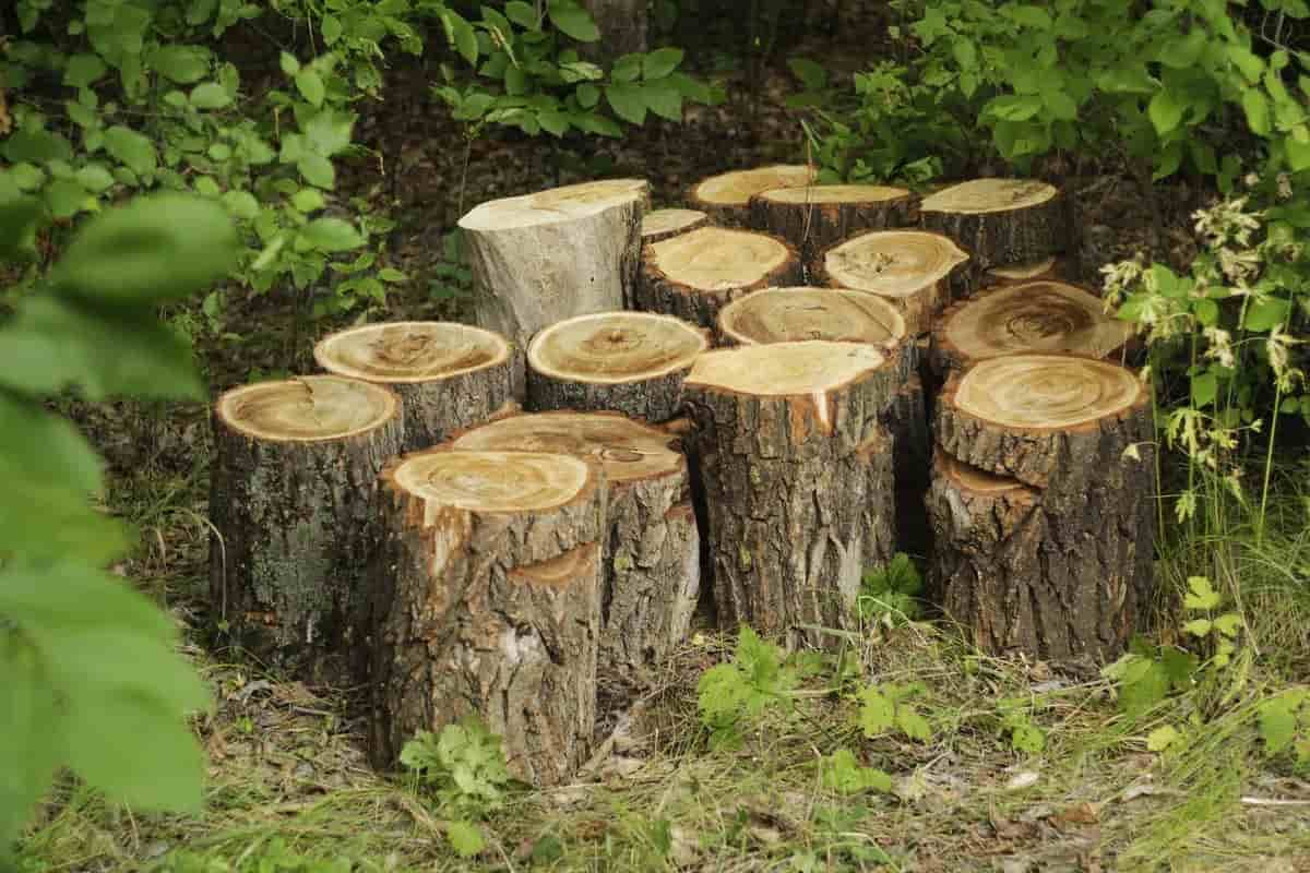 لیست قیمت چوب درخت زبان گنجشک 1402