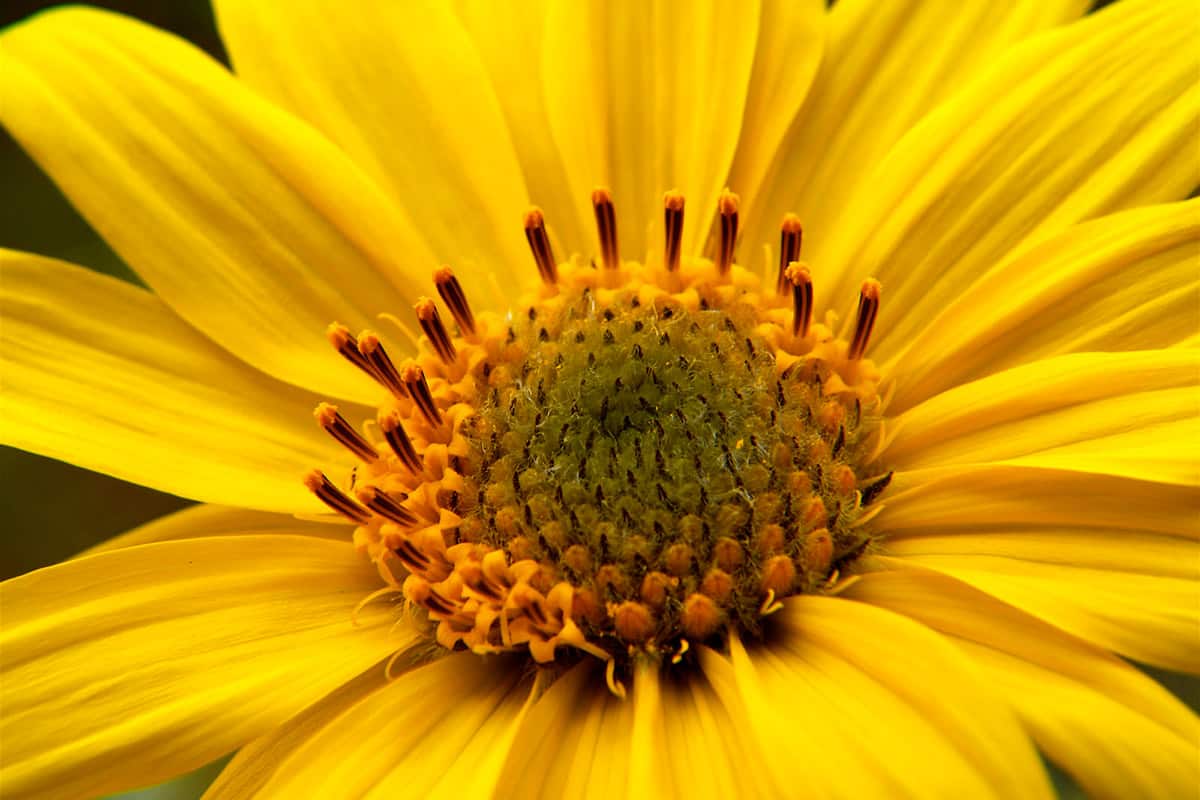 معرفی گل گاوزبان زرد + بهترین قیمت خرید