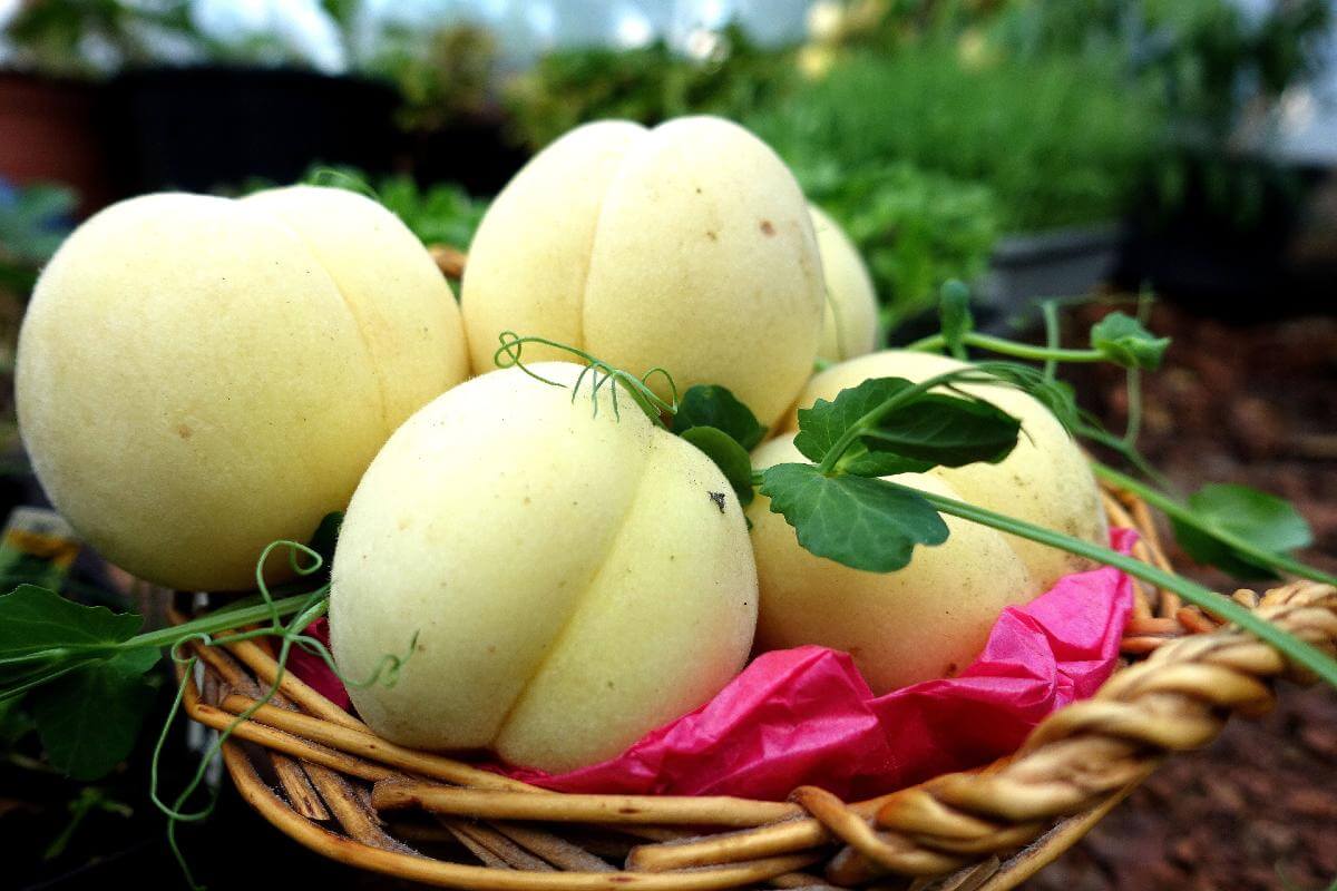 لیست قیمت شلیل سفید امروز 1402