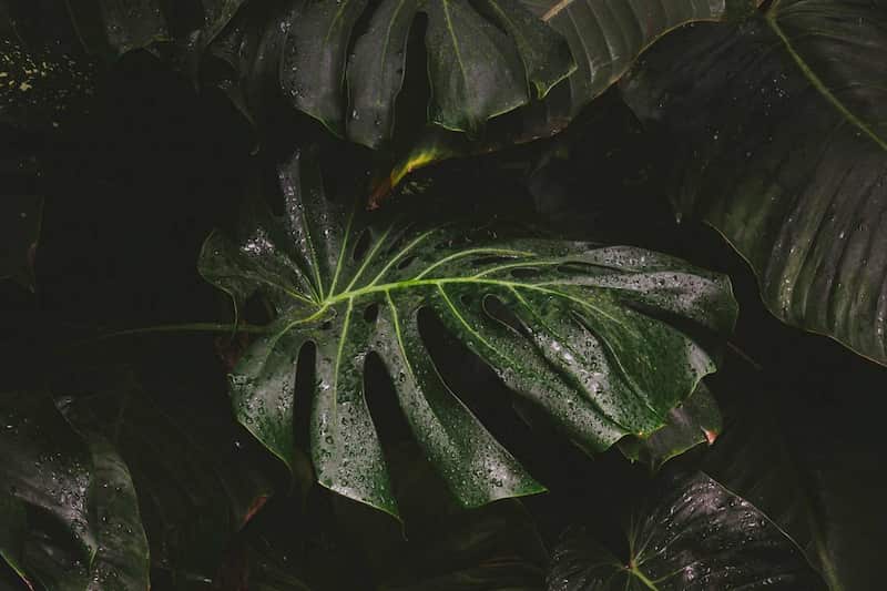 خرید گل بابا آدم بلک + قیمت عالی