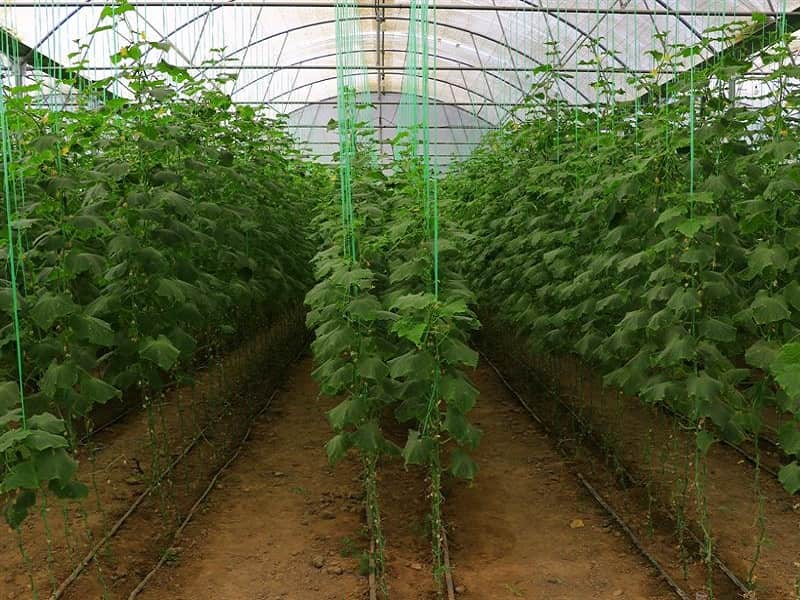 لیست قیمت نخ خیار گلخانه 1402