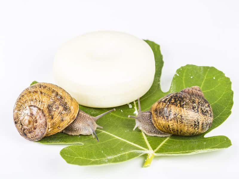 خرید انواع صابون حلزون اصل + قیمت