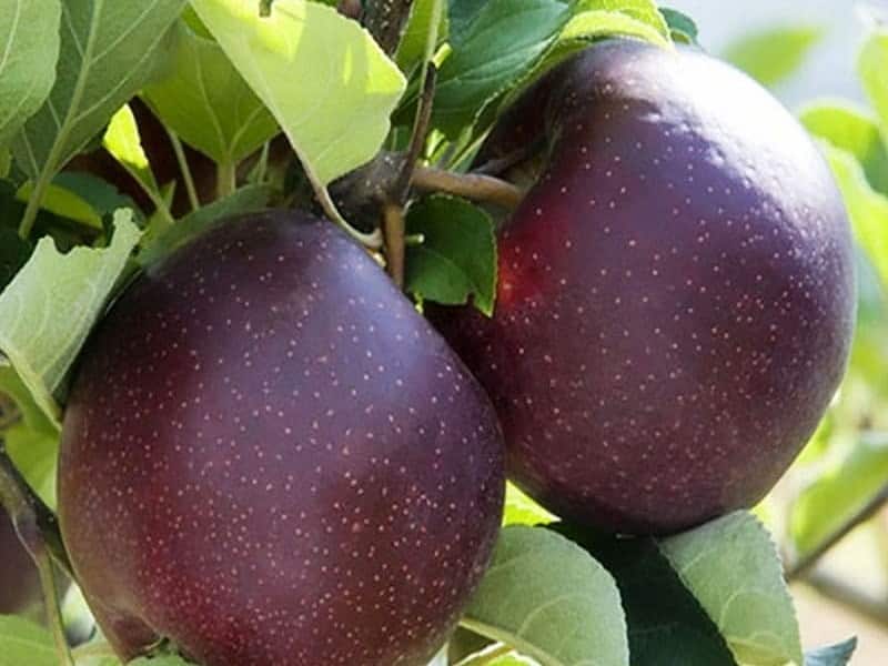 خرید و قیمت سیب درختی سیاه رنگ