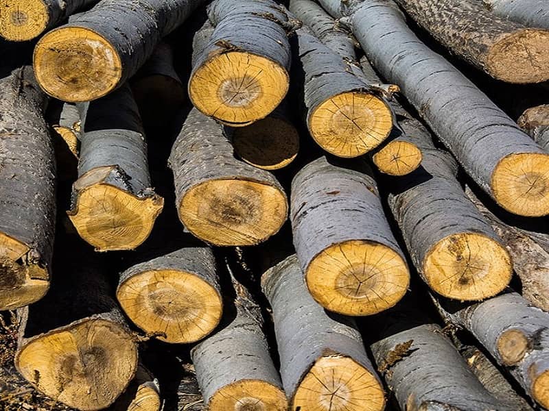 خرید چوب درخت باغی + قیمت عالی