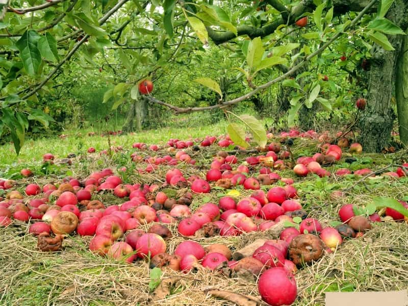 بهترین قیمت خرید سیب زیر درختی ۱۴۰۱