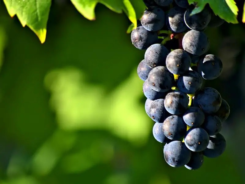 لیست قیمت انگور ژاپنی سیاه 1402