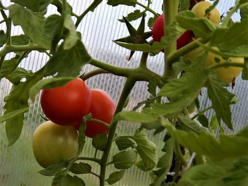 قیمت خرید گوجه گلخانه ای در شیراز + مشخصات، عمده ارزان