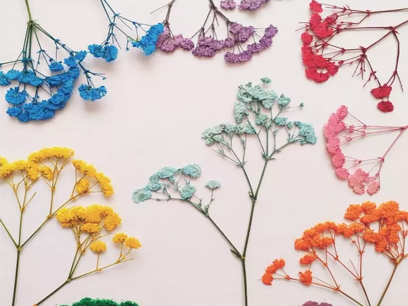 خرید گل ژیپسوفیلا شاخه ای + قیمت عالی