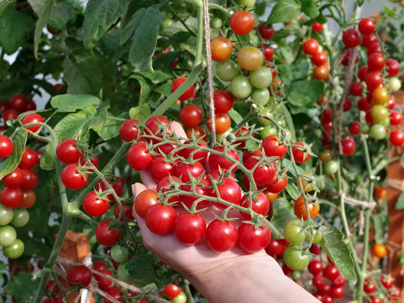 بهترین قیمت خرید گوجه زیتونی گلخانه ای