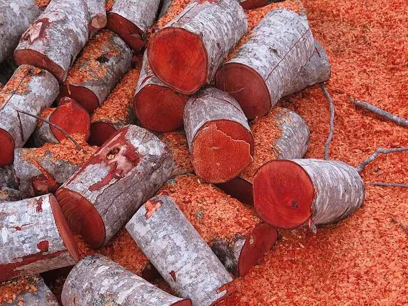 خرید چوب جنگلی توسکا + قیمت عالی