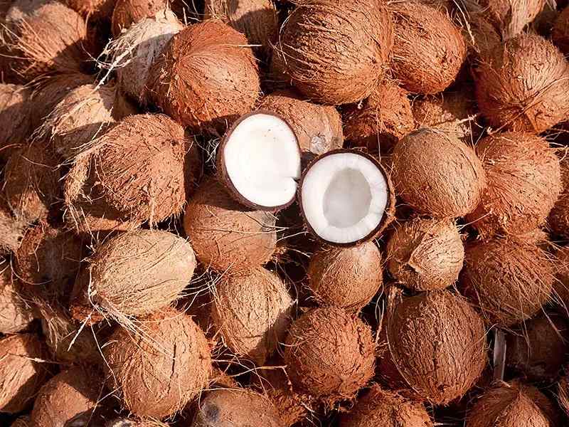 خرید نارگیل امروز اصفهان + قیمت عالی