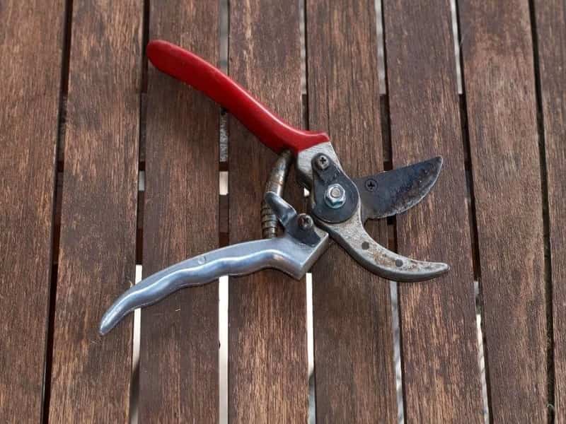 کاربردی ترین قیچی باغبانی خرید ارزان و به صرفه