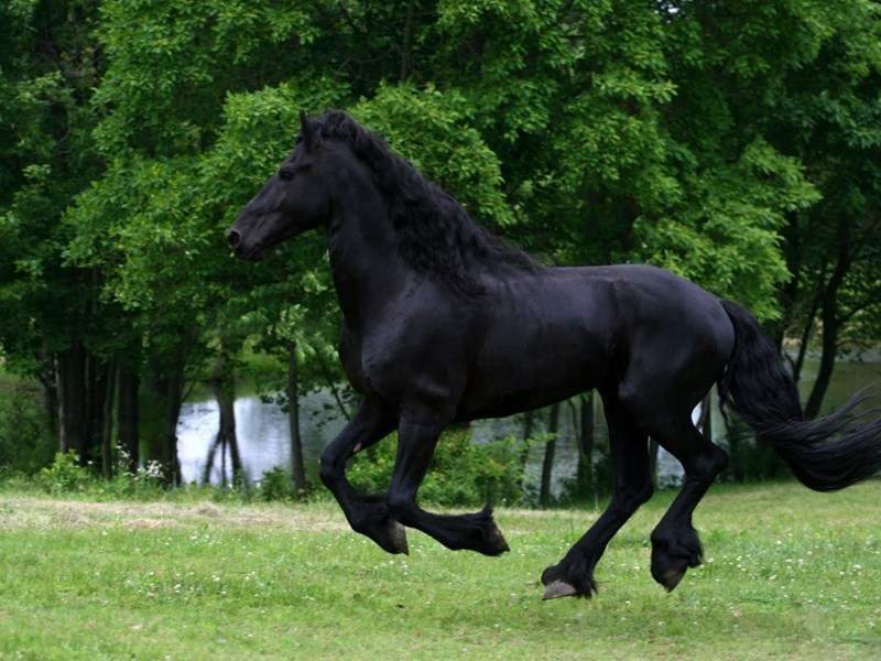 بهترین قیمت خرید اسب خوشگل مشکی