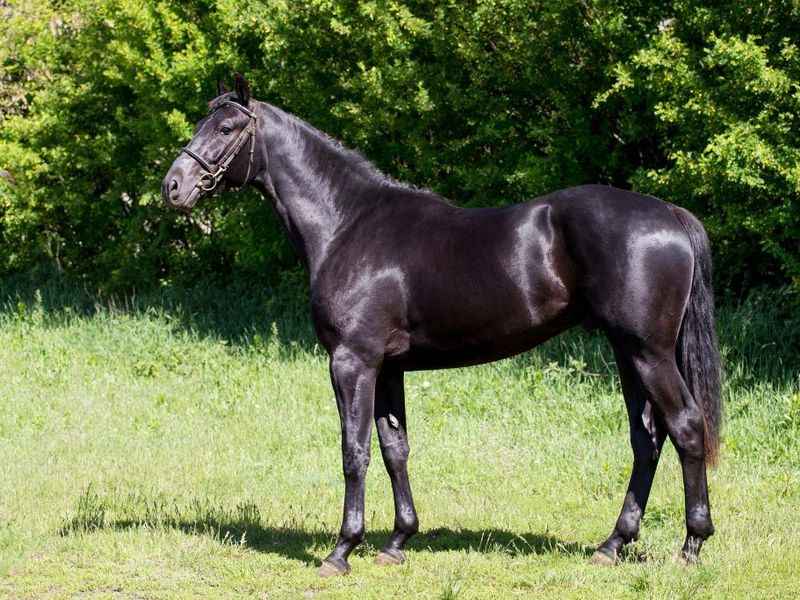 خرید و قیمت اسب عرب مصری سیاه