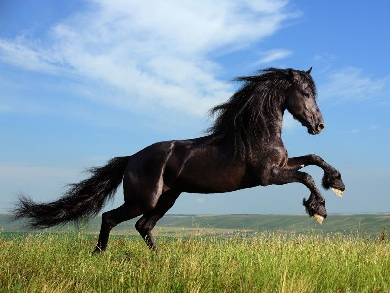 خرید اسب قشنگ مشکی + قیمت عالی