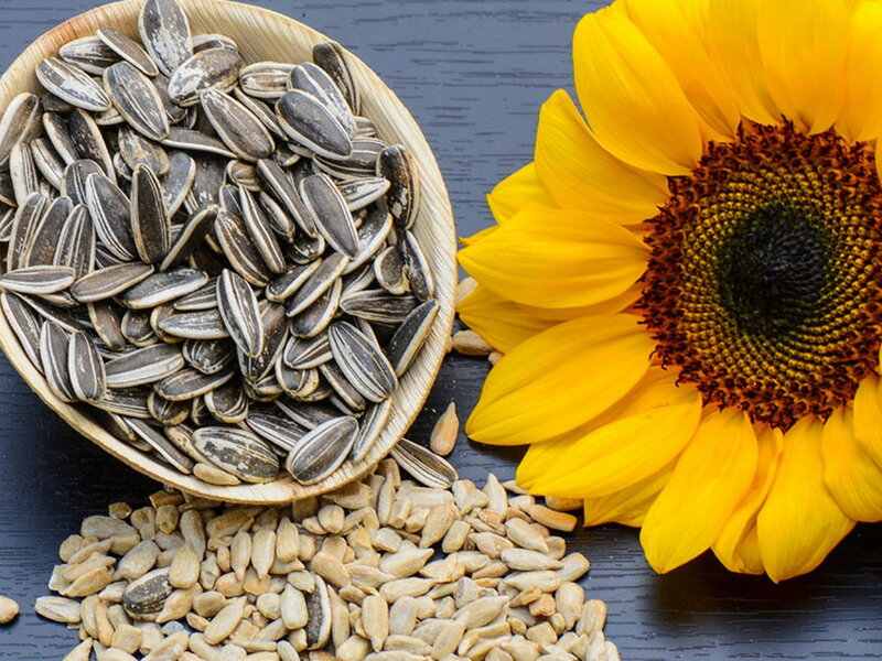 قیمت تخمه آفتاب گردان روغنی از تولید به مصرف