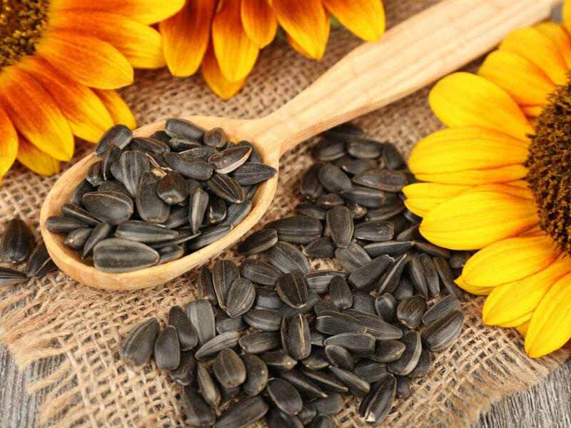 بهترین تخمه آفتاب گردان کردستان + قیمت خرید عالی