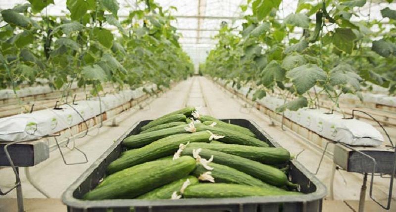 لیست قیمت محصولات گلخانه ای پر سود 1402