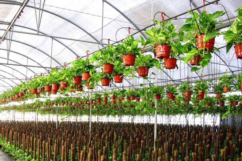 قیمت خرید محصولات گلخانه ای زود بازده + مشخصات، عمده ارزان