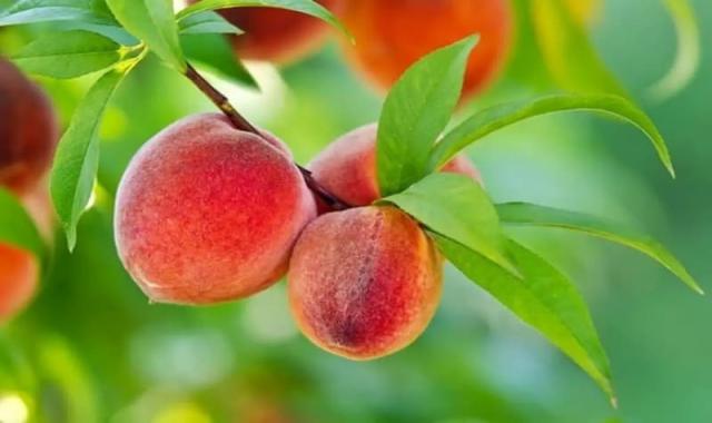 خرید و قیمت انواع هلو در بازار تهران