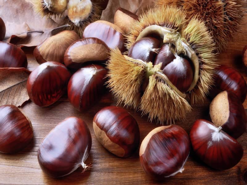 خرید شاه بلوط هندی + بهترین قیمت