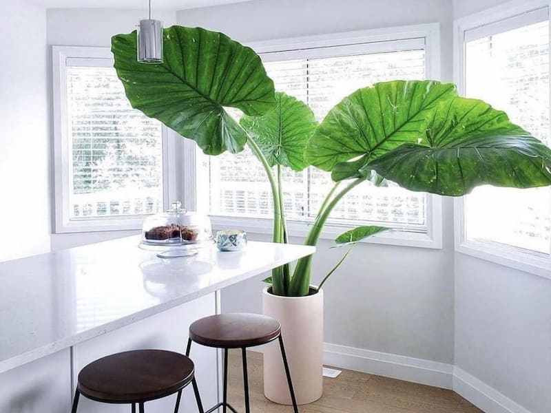 خرید و قیمت روز گل بابا آدم بزرگ