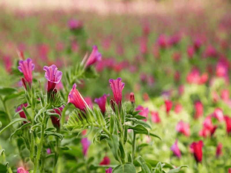 بهترین گل گاوزبان قرمز + قیمت خرید عالی