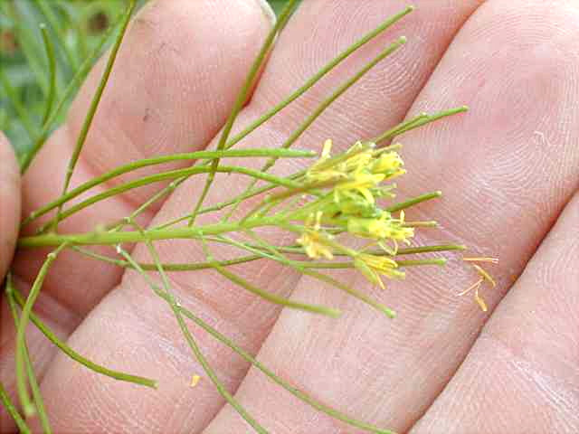 خاکشیر چیست و خاکشیر از کجا میاد؟