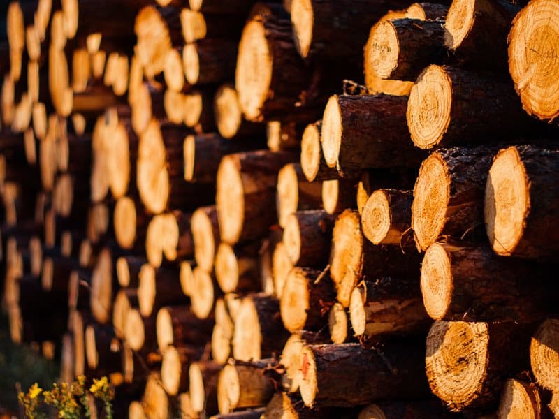 خرید چوب درخت زیتون + قیمت عالی