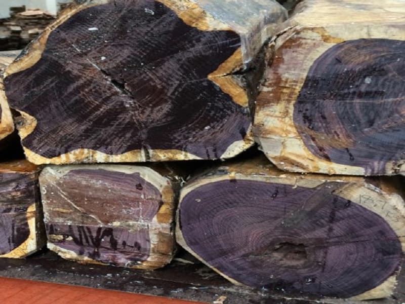 خرید چوب درخت ابنوس + قیمت عالی