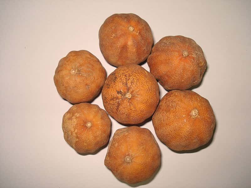 خواص و مزاج لیمو عمانی برای صفرا