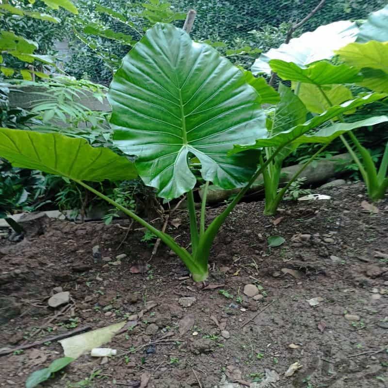 خرید گل بابا آدم جاینت + قیمت عالی