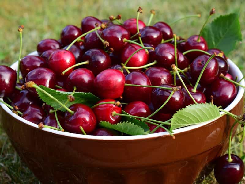 گیلاس برای دیابت خوب است؟ | موارد منع مصرف