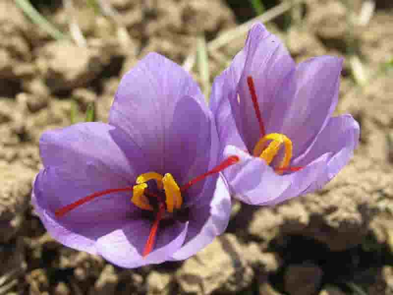 تاثیر زعفران در حافظه کودکان و بزرگسالان