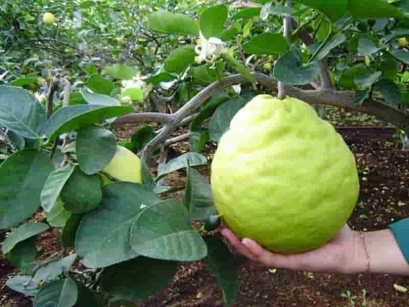 بالنگ از کجا بخریم؟ | خرید راحت