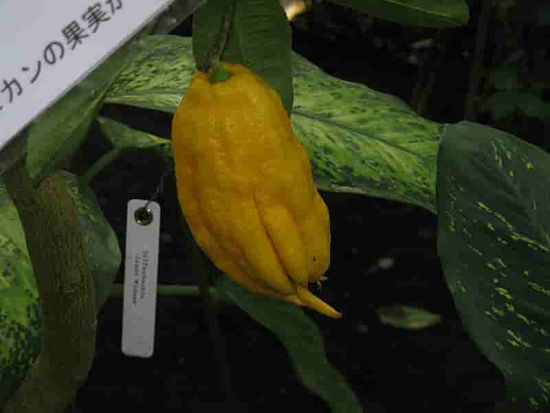 چند نوع بالنگ داریم؟ + آشنایی کامل