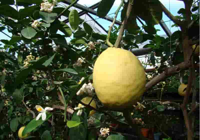 بالنگ در چه غذاهایی استفاده میشود؟