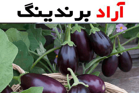 بادمجان گلخانه ای لانگو را هرگز از سبد غذایی خود حذف نکنید