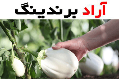 بادمجان سفید دلمه ای + قیمت خرید، کاربرد، مصارف و خواص