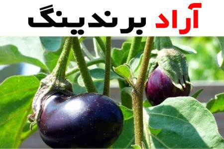 بادمجان محلی جهرم؛ مشکی زرشکی شیرین حاوی فسفر ویتامین (A B C)